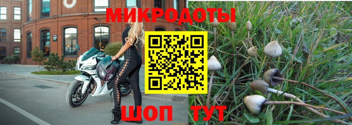 Псилоцибиновые грибы Psilocybe Дивногорск